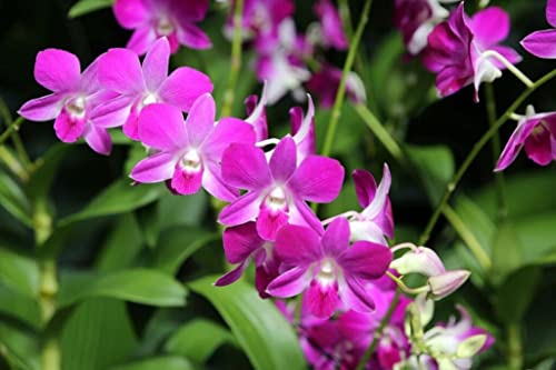 Dendrobium Orchid Hawaiian Starter Plant No Bloom