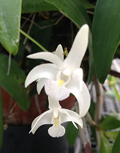 Fragrant Dendrobium delicatum Tropical Orchid