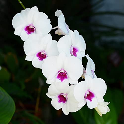 Dendrobium Morning Glory Orchid Plants from Hawaii