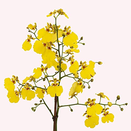 Yellow Oncidium Dancing Lady Orchid Live Plant