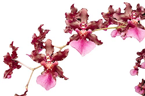 Oncidium Sharry Baby Orchid