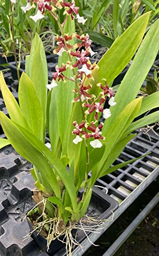 Hawaii's Fragrant Oncidium Sharry Baby Orchid