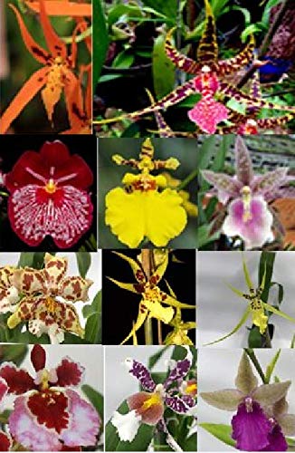4 Live Orchid Plants to Choose (Oncidiums)
