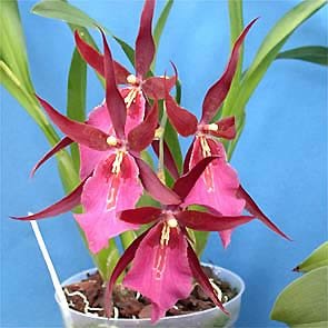 4 Live Orchid Plants to Choose (Oncidiums)