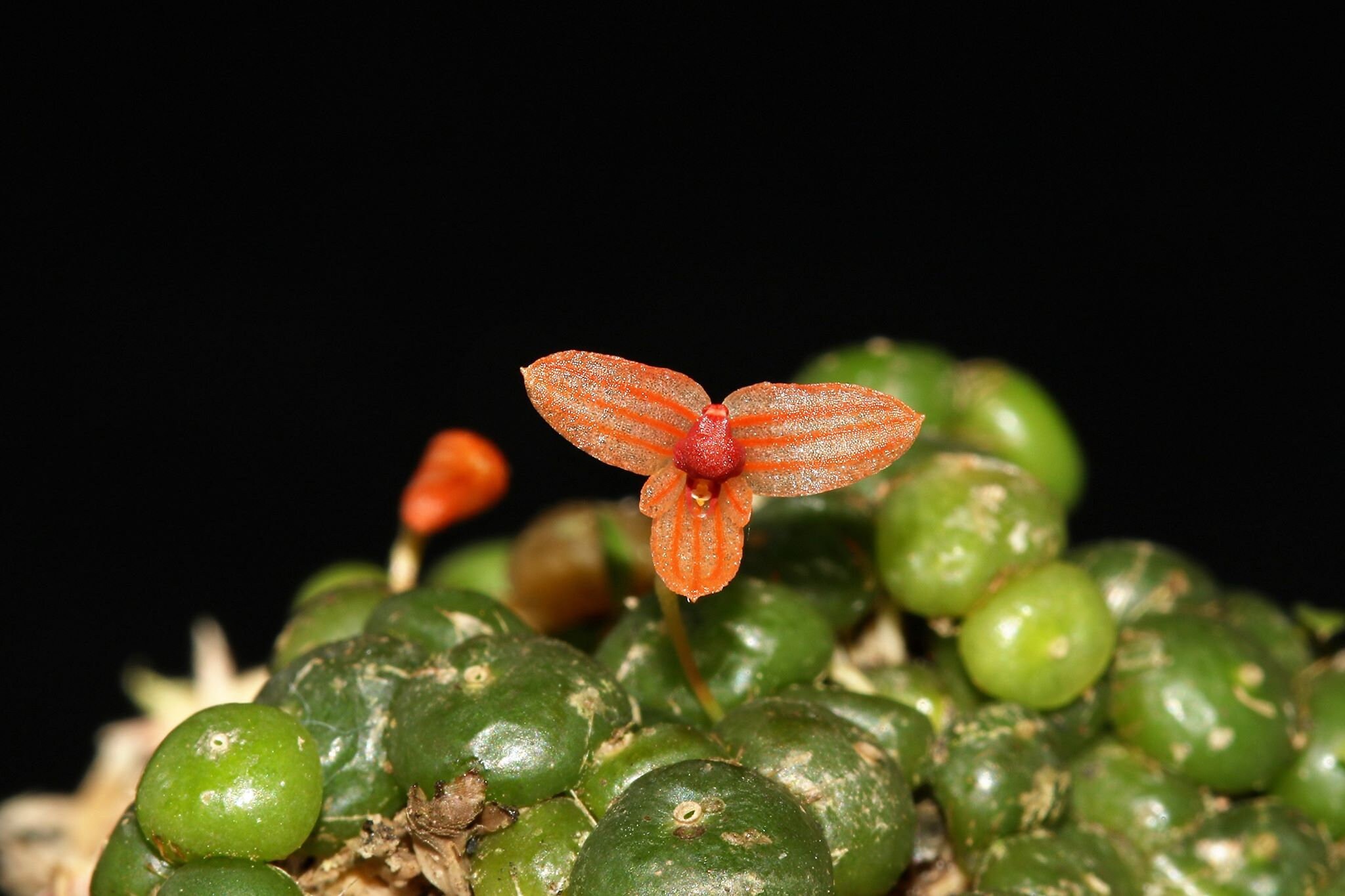 BULBOPHYLLUM MONILIFORME Micro Miniature Orchid Mounted