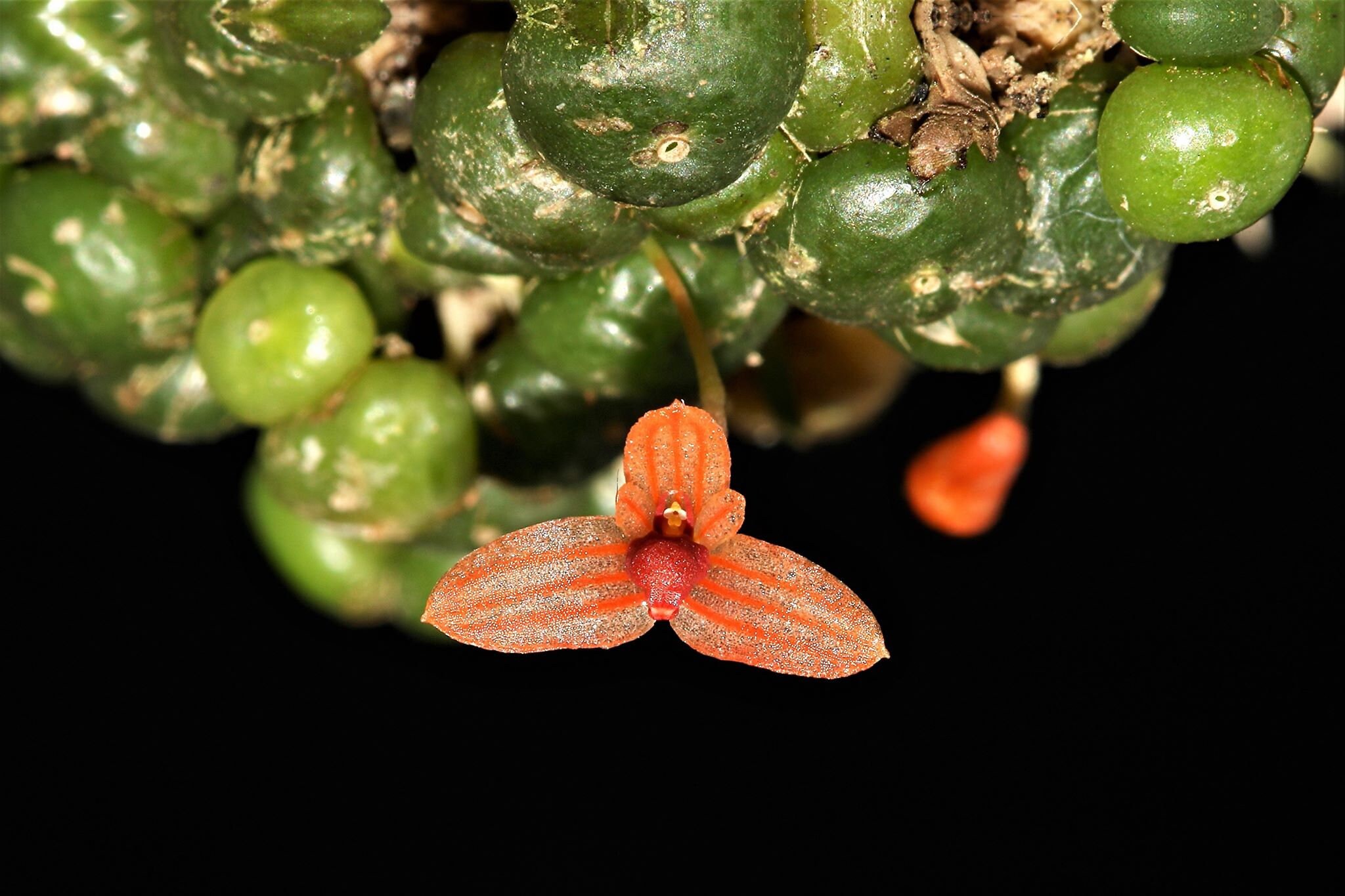 BULBOPHYLLUM MONILIFORME Micro Miniature Orchid Mounted