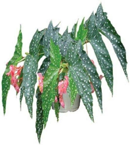Angelwing Begonia Rooted Starter Plant - Potless Shipping