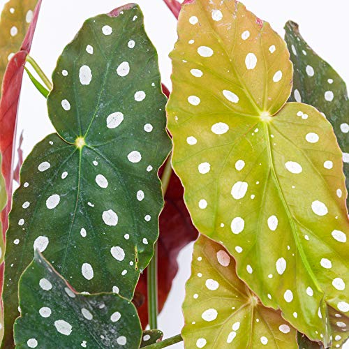 Green Polka Dot Begonia - Medium Live Plant