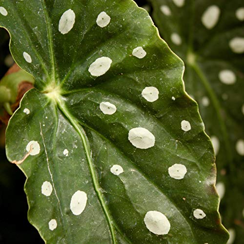 Green Polka Dot Begonia - Medium Live Plant