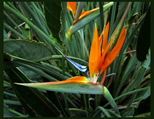 Orange and Blue Bird of Paradise Plant