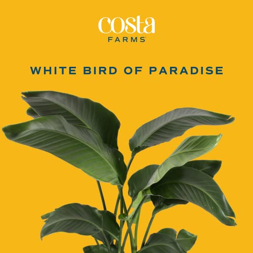 White Bird of Paradise Plant in Modern Planter