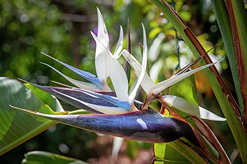 White Bird of Paradise Live Tropical Plant