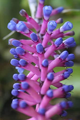 4" Bromeliad Matchstick Vase Plant - Aechmea Gamosepala