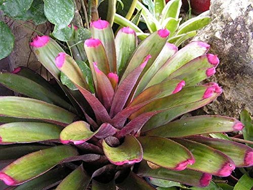 Large Painted Fingernail Bromeliad - Easy Grow