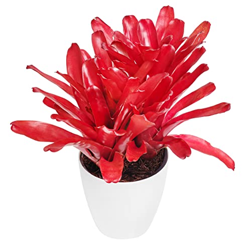 Neoregelia Bromeliad | Red Green Flowering Plant