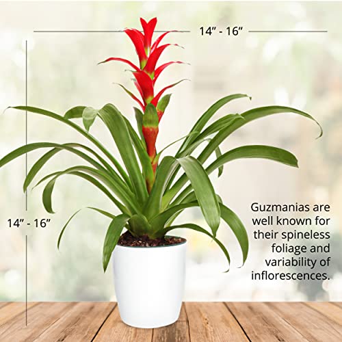 Guzmania Rostara Red Bromeliad with Planter Pot