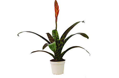 4" Vriesea Splenriet - Tropical House Plant