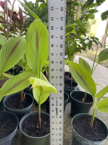 Rare Black Turmeric - Healthy Curcuma caesia Plant