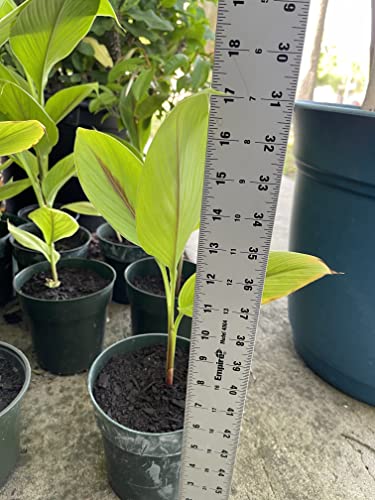Rare Black Turmeric - Healthy Curcuma caesia Plant