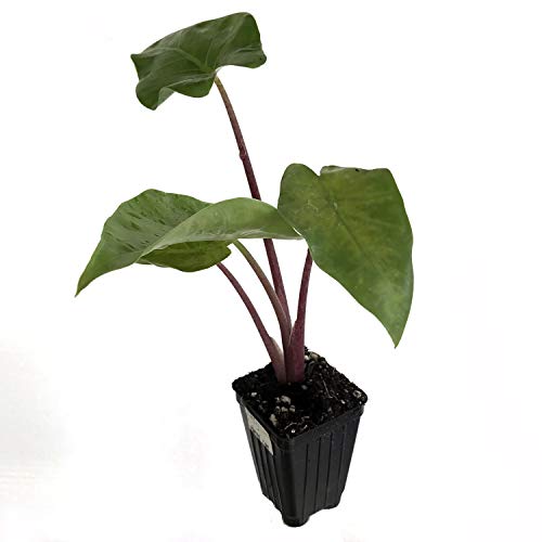 Red Imperial Elephant Ear Alocasia Live Plant
