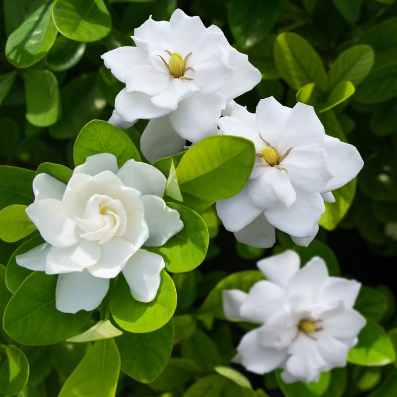 Frost Proof Cape Jasmine Gardenia Plant - Sizes 7" and 10