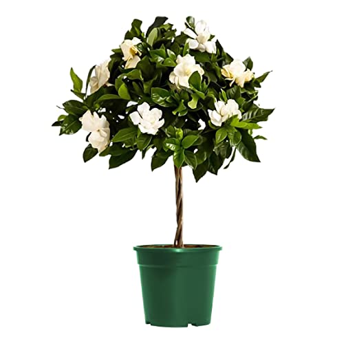 Fragrant White Gardenia Topiary Plant