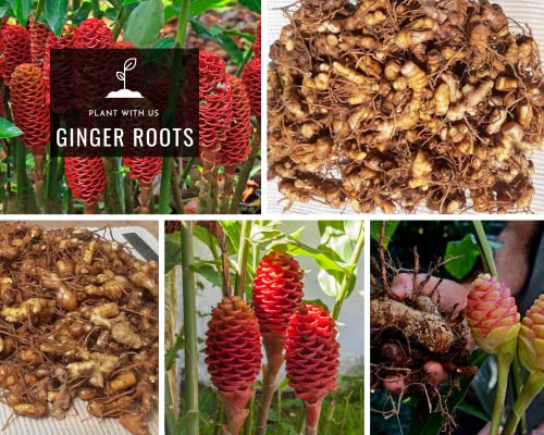 Tropical Ginger Roots and Rhizomes Combo