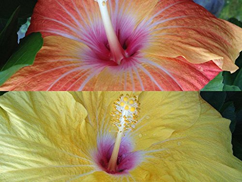 Large Fancy Single Hibiscus with Color-Changing Flowers