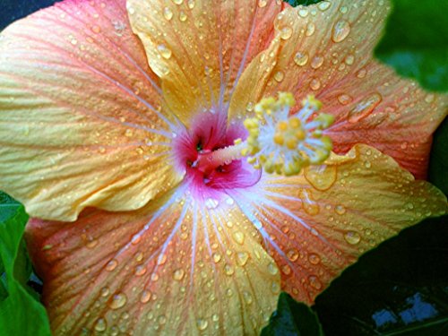 Large Fancy Single Hibiscus with Color-Changing Flowers