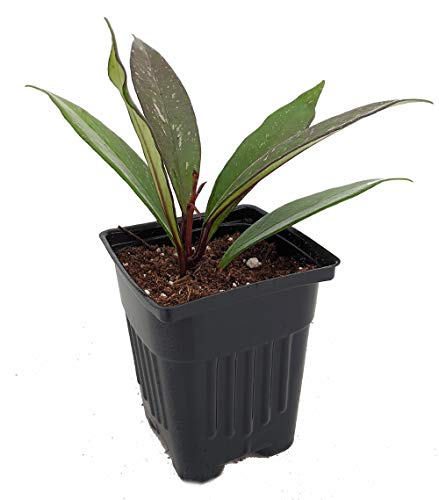 Collector's Rare Pubicalyx Wax Plant - 4" Pot