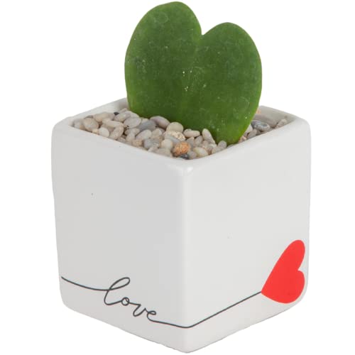 Hoya Heart Succulent in Modern Love Planter