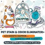 Calyptus Pet Stain and Odor Remover | Orange and Enzyme Cleaner Duo Solution for Pets | 128oz (64oz x 2 Bottles) | Carpet Cleaner and Odor Eliminator for Cat Urine, Dog Pee, and Poop | Pro Strength