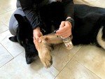 Banixx Pet Care for Fungal & Bacterial Infections 8oz