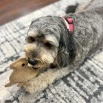 SPOT Dura-Fused Leather Rabbit - Durable Dog Toy with Squeaker, Real Leather & Jute Fabric, Interactive Toy for Moderate & Aggressive Chewers, Small and Medium Dogs and Puppies, 7.5in