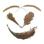 JFWOD Natural Hamster Bedding Flowers Herbs Sprays Treat Cereal Grain for Cage Habitat Enclosure Decor Hamster Chews for Dwarf Syrian Gerbils Mice Mouse Rat Forage Pet Hamster Accessories Supplies