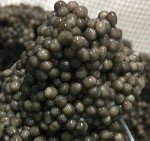 Gourmet Caviar Sampler: Ossetra, Siberian & Sevruga