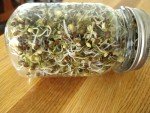 Organic Black Beluga Lentils - 5 Pounds