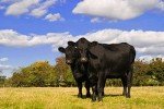 100% A5 Grade Japanese Wagyu Kobe Beef, Filet Mignon, 12 Ounce