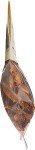 OYSTER CREEK MUSHROOM Chanterelle Mushrooms, 0.5 OZ