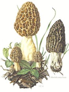 6 Inch Round Cake - Close up Morel Mushrooms Birthday - Edible Cake or Cupcake Topper - D20151