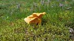Forest Food Shop, Chanterelle Mushrooms Powder Dried, 3 Ounce