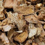 West Coast Wild Foods | Dried Wild Mushrooms (Chanterelle, 0.5oz - 14g)