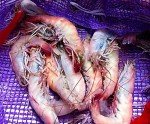 Key West Pink Shrimp Jumbo Wild Caught 16-20 ct Florida seafood 5-20lb (5lb)