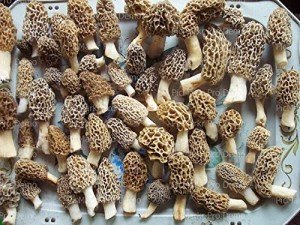 1/8 Sheet - Morel Mushrooms - Edible Cake/Cupcake Party Topper - D20152