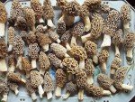 1/8 Sheet - Morel Mushrooms - Edible Cake/Cupcake Party Topper - D20152