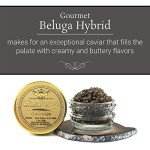 OVERNIGHT SHIPPING - OLMA Beluga Hybrid Sturgeon Black Caviar from Italy - Rated Top Caviar in the World - 1 oz / 28 g