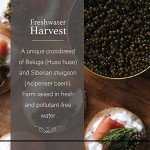 OVERNIGHT SHIPPING - OLMA Beluga Hybrid Sturgeon Black Caviar from Italy - Rated Top Caviar in the World - 1 oz / 28 g