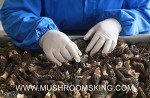 Premium A+ Grade Dried Wild Morel Mushrooms (Morchella) (4OZ pack,113g)