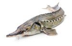 Beluga Sturgeon in Own Juice Natural by EcoFood 8.5 oz | 240 g