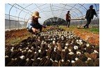 Selected Dried Morel Mushrooms 1 lb. ( Morchella Conica ) 羊肚菌干蘑菇
